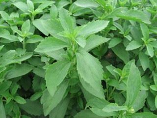 stevia stevia