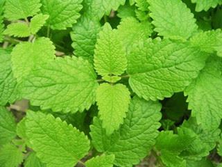 lemon balm_
